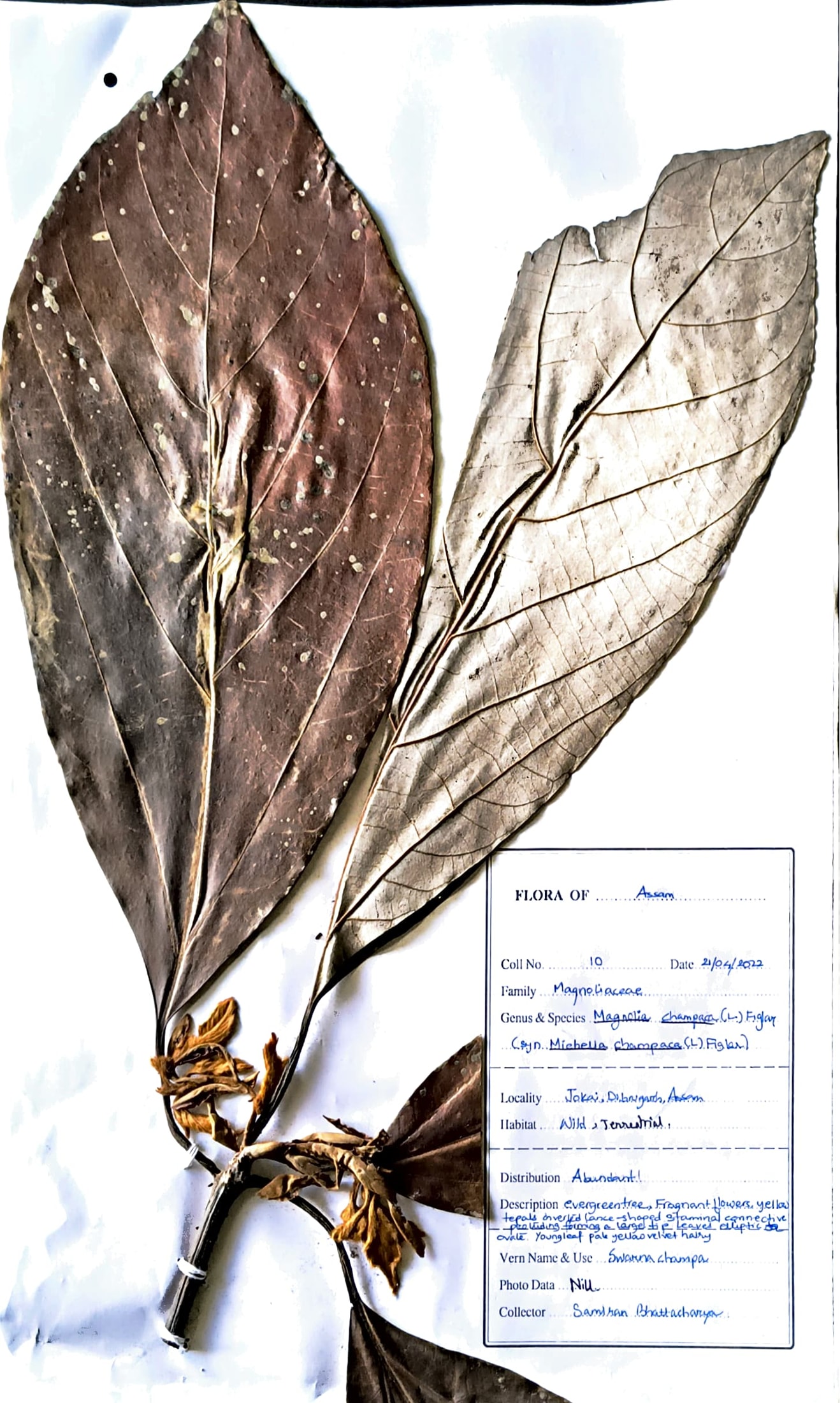 Swarna Champa (Ass.) (Herbarium)